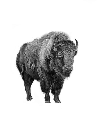 8 x10 Bison Print