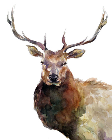 Elk 8x10 Watercolour Print