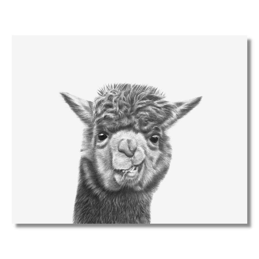 8x10 Llama Print