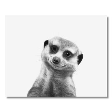 8x10 Meerkat Print