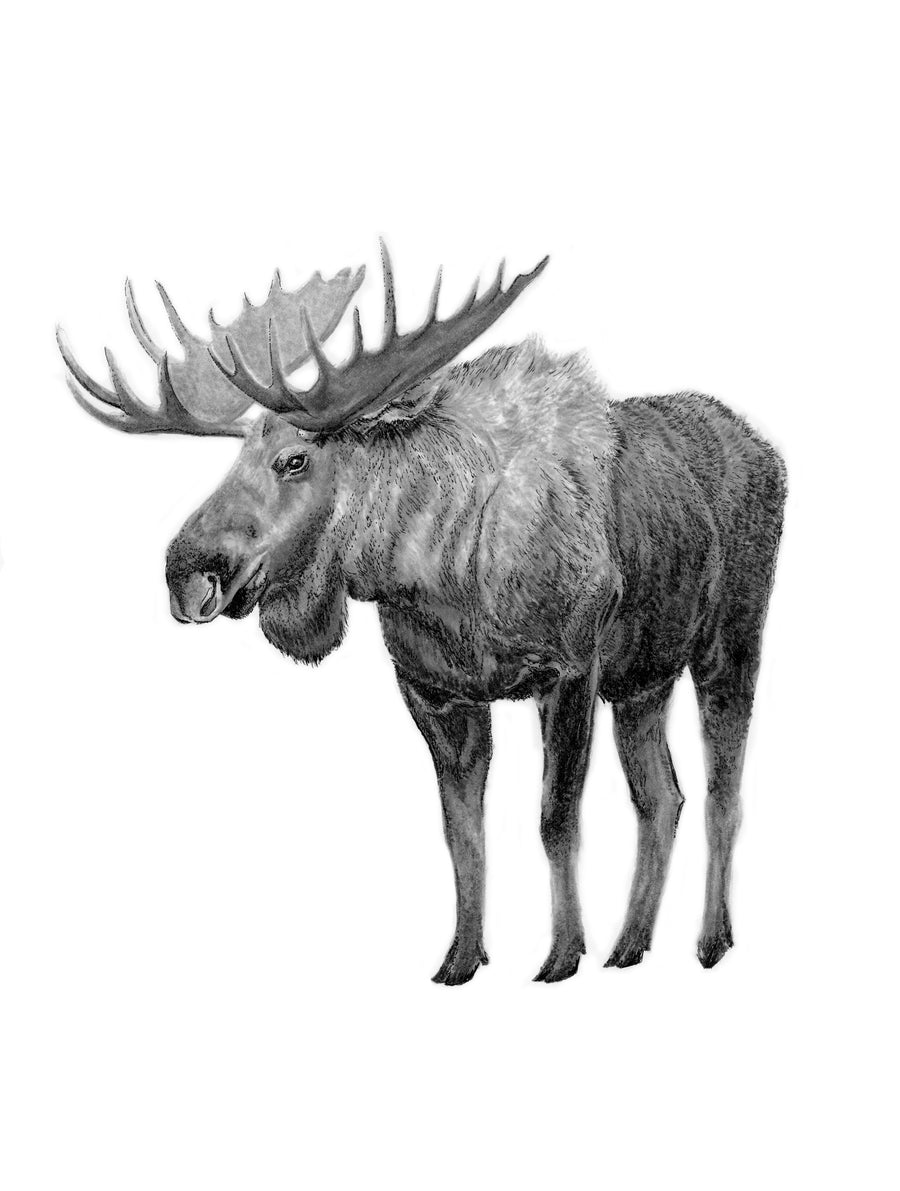 8 x10 Moose Print