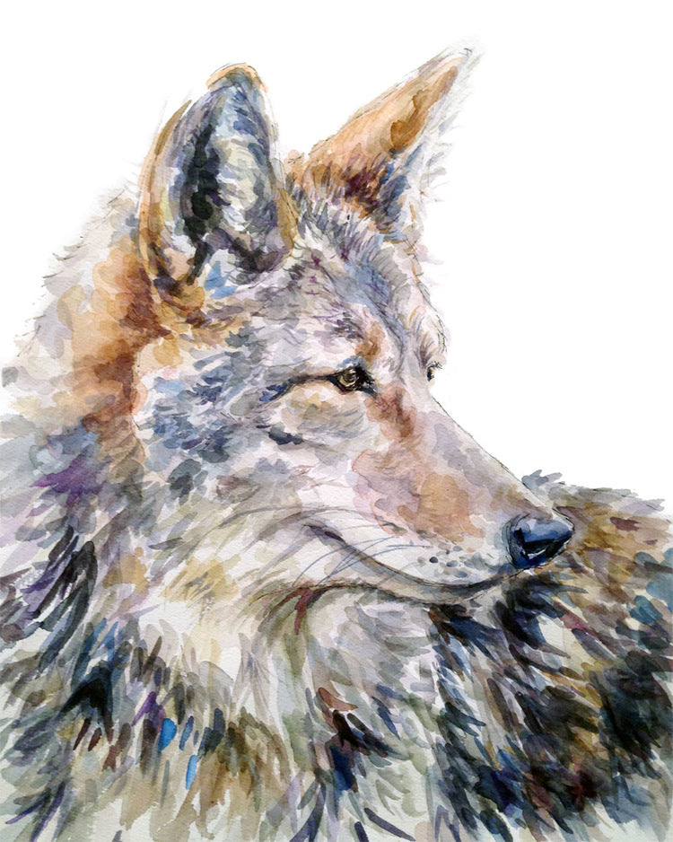 Coyote 8x10 Watercolour Print