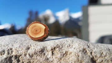 Wood Slice Earrings - Fir
