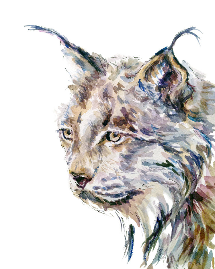 Lynx 8x10 Watercolour Print