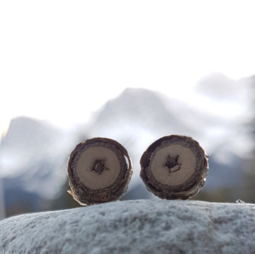Wood Slice Earrings - Poplar